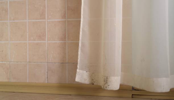 Best Environmental Consulting for Mold Prevention  in Morenci, AZ