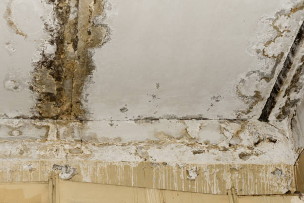 Best Attic Mold Removal  in Morenci, AZ