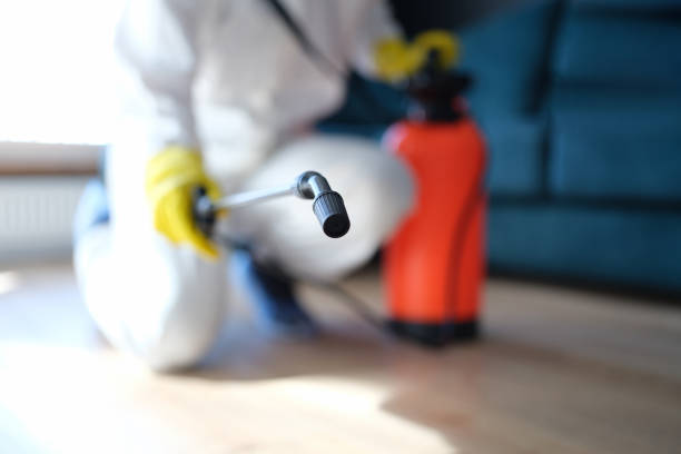 Best Residential Mold Inspection & Testing  in Morenci, AZ