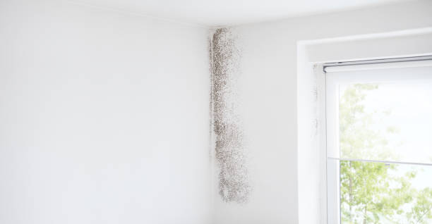 Best Mold Remediation for Rental Properties  in Morenci, AZ