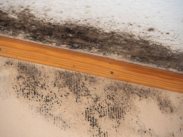 Best Water Damage & Mold Remediation  in Morenci, AZ
