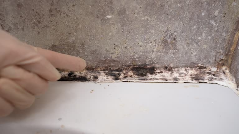 Mold Remediation for Vacation Homes in Morenci, AZ