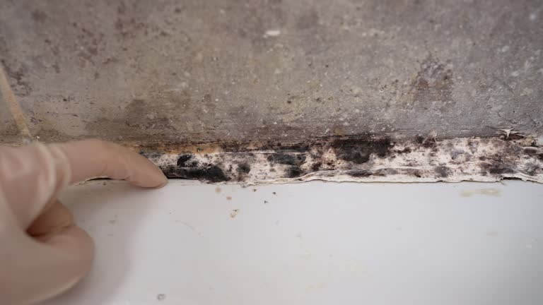Best Post-Construction Mold Inspection  in Morenci, AZ